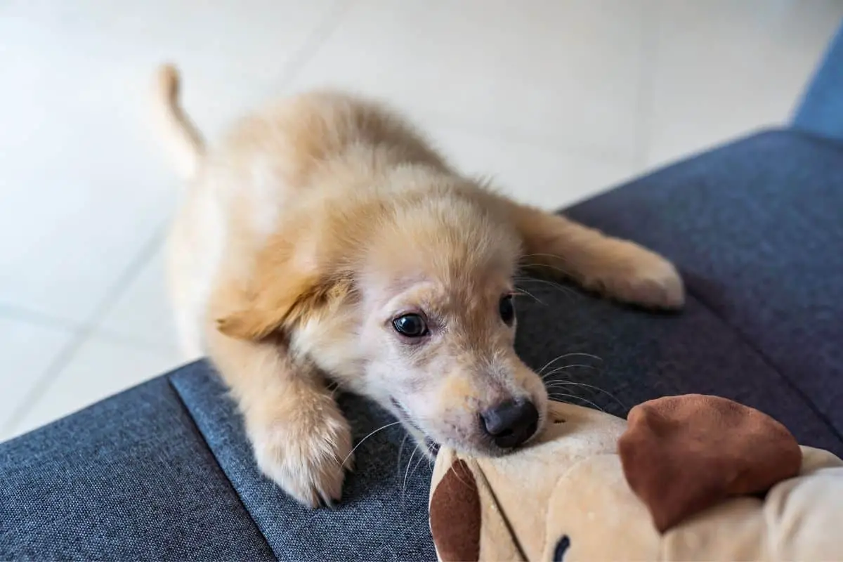 Should I Let my Dog Hump Stuffed Animals