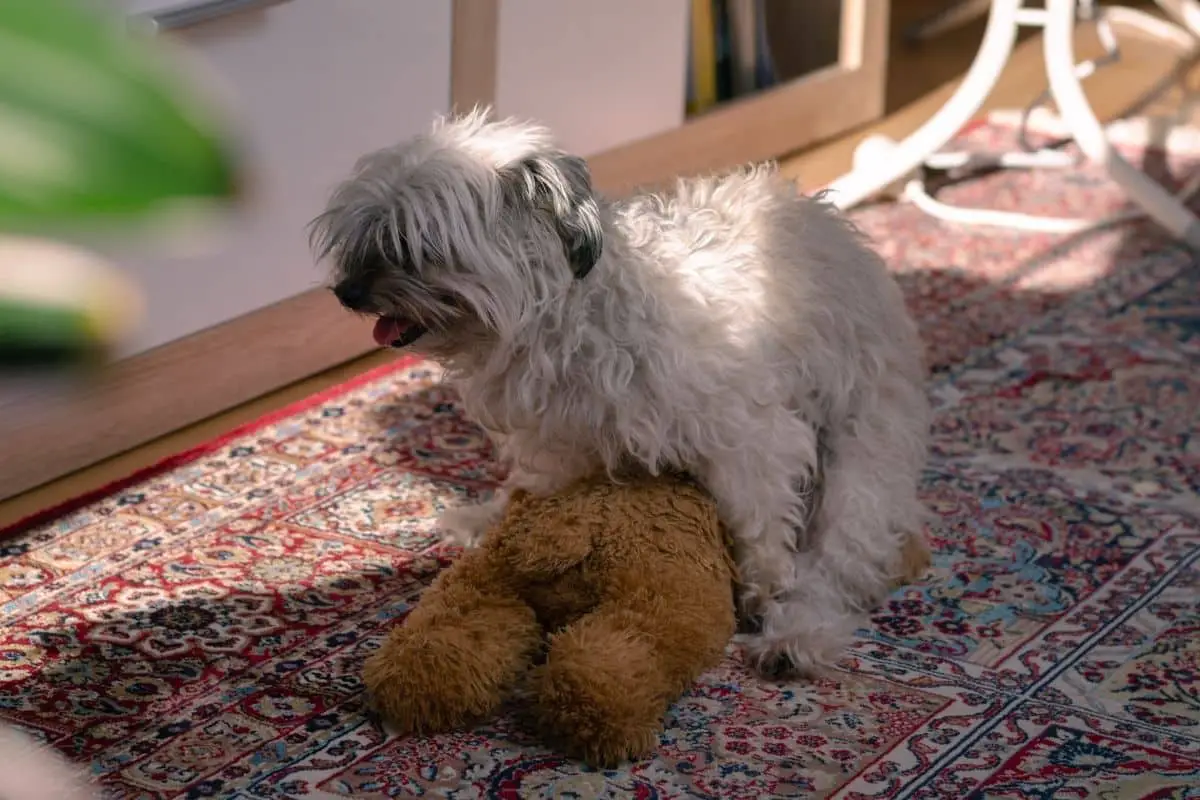 Should I Let my Dog Hump Stuffed Animals