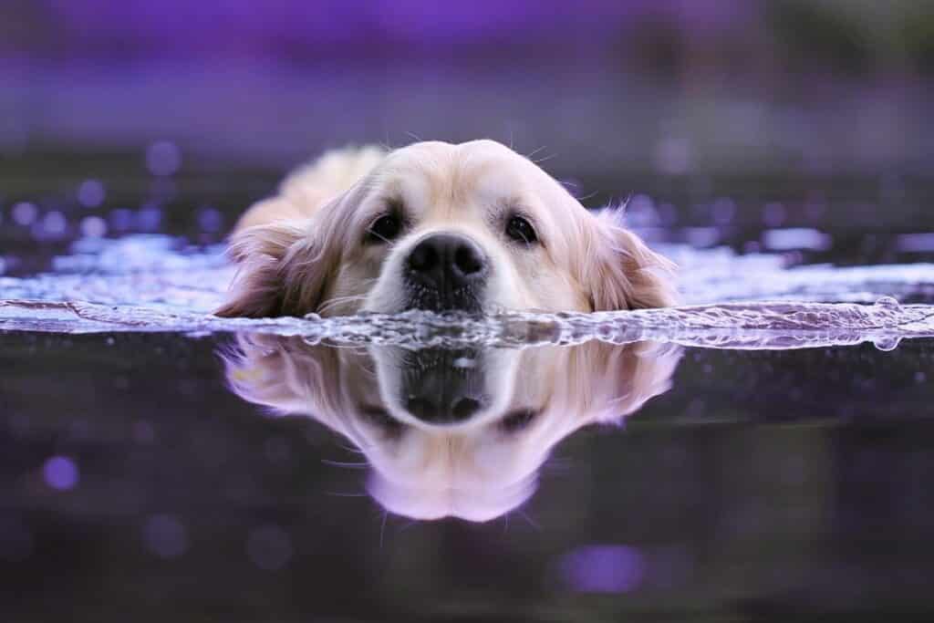 The Low Down On Leptospirosis In Dogs