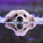 The Low Down On Leptospirosis In Dogs
