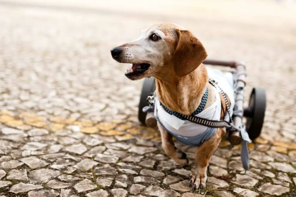 Tips to Avoid Hind Leg Weakness in Senior Dogs