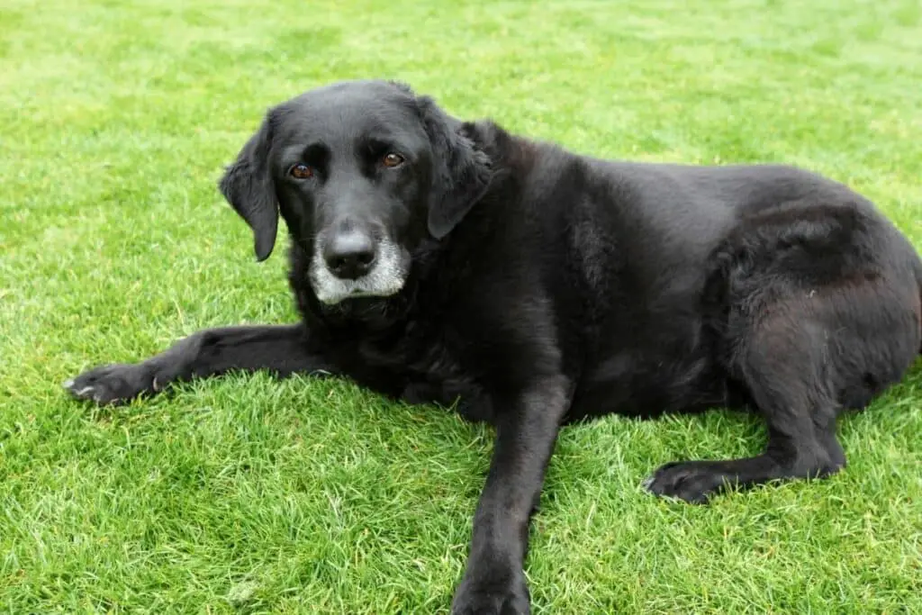 Tips to Avoid Hind Leg Weakness in Senior Dogs