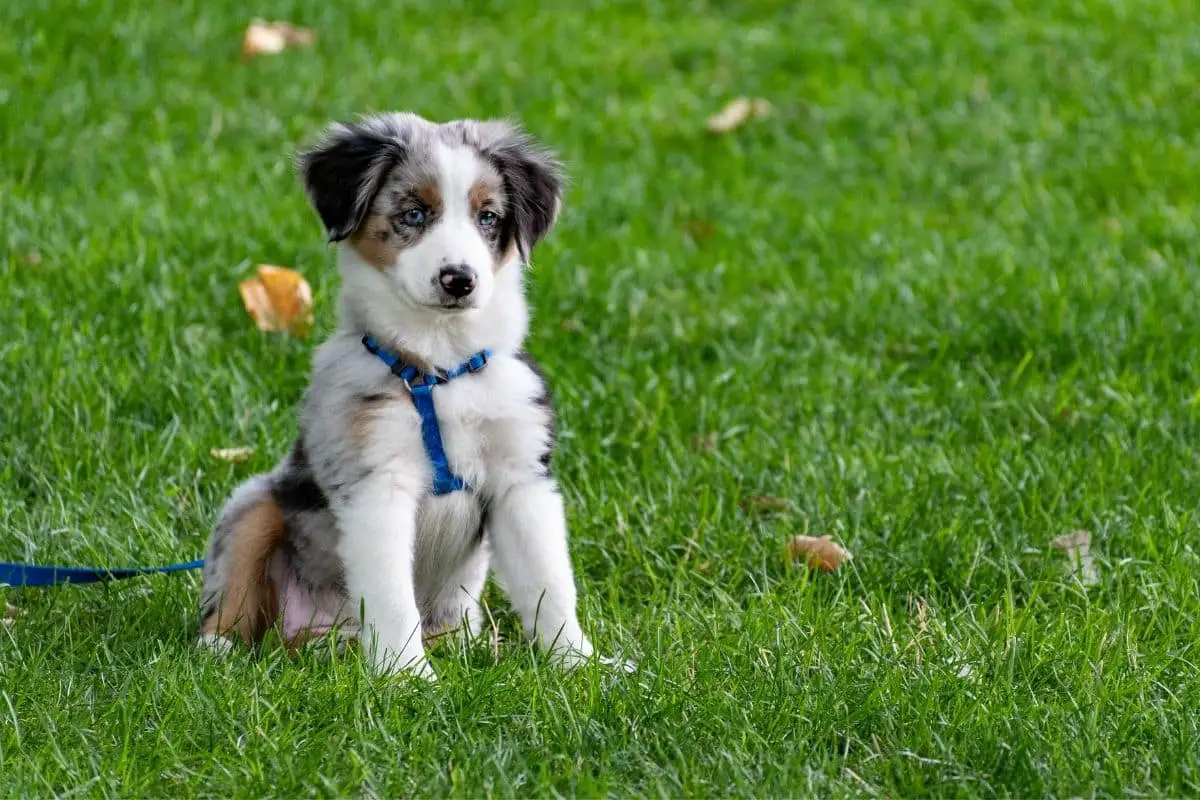 Frequent Question: What Do You Do If Your Dog Can't Pee?