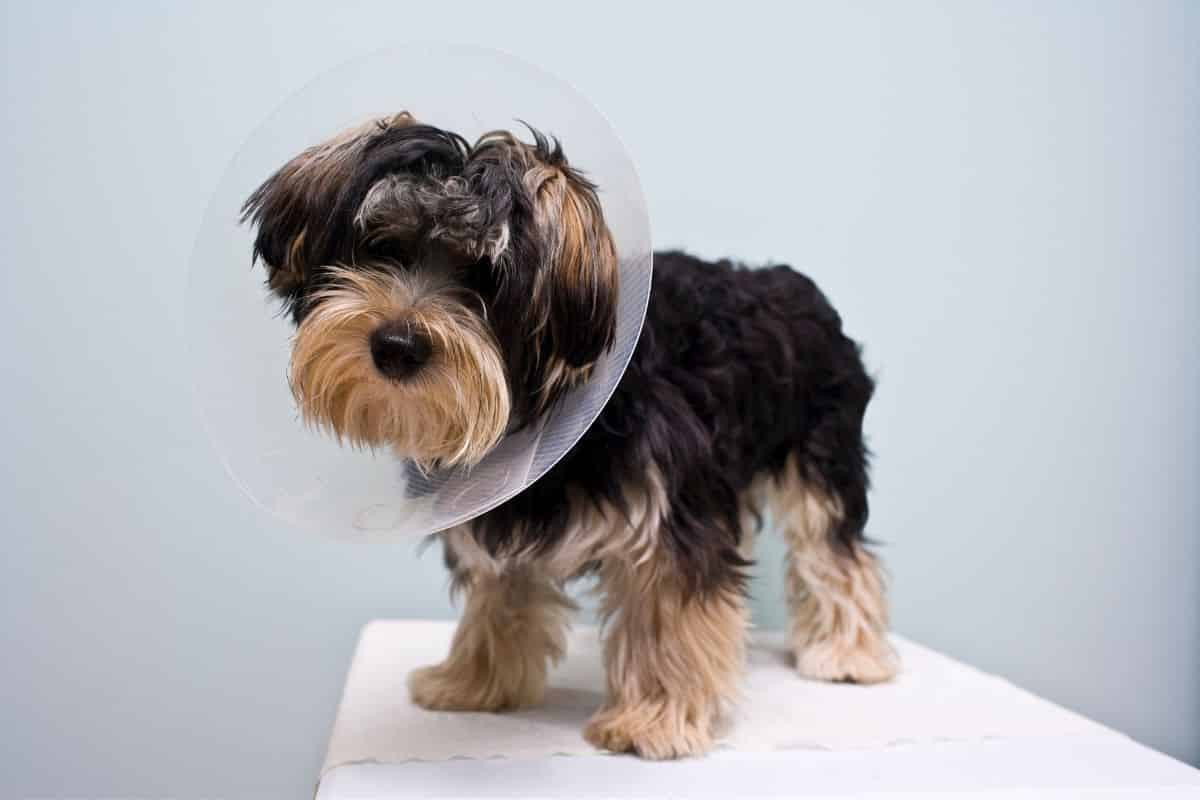 What Does A Dog Look Like After Neutering?