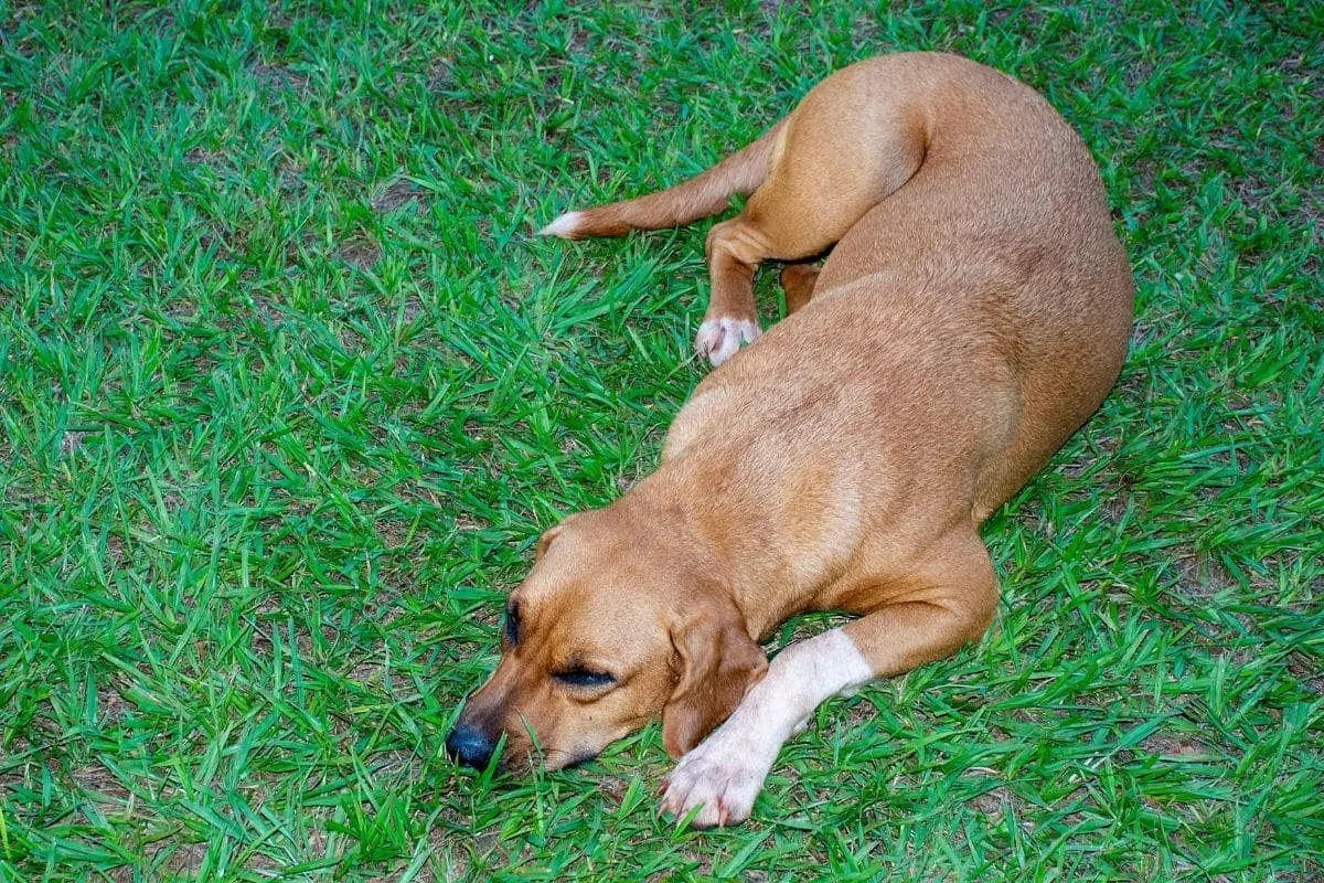 can neutered dogs still knot