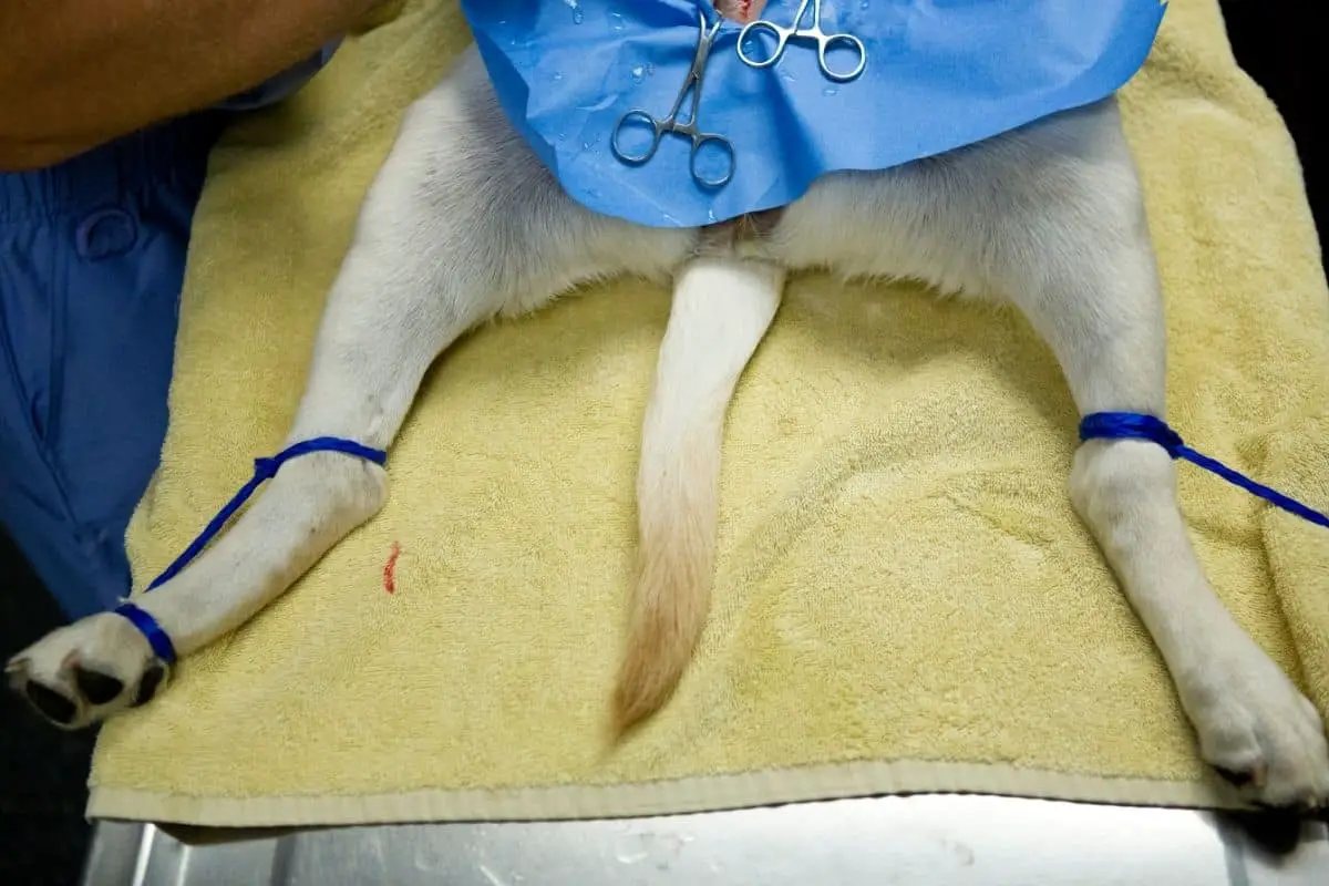 What Does A Normal Dog Spay Incision Look Like?
