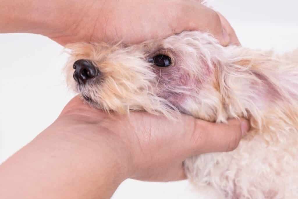 is a yeast infection contagious in dogs