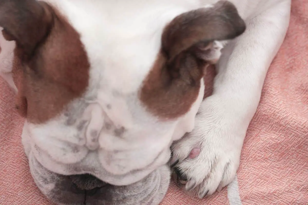 what causes cysts in dogs paws