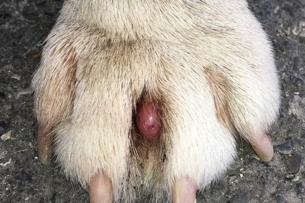 what causes cysts in dogs paws