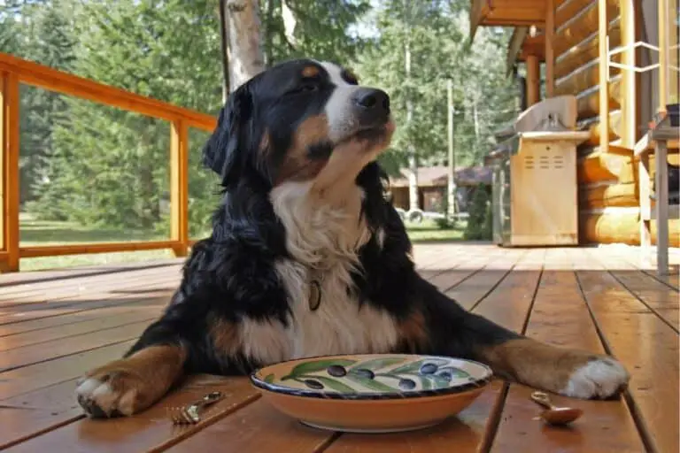 Quick Answer What Should I Do If My Dog Ate Two Grapes?