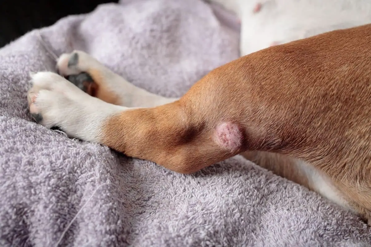 Red Spots On Dogs Legs