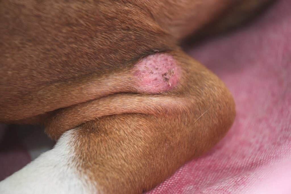 What is the red bump on my dogs leg