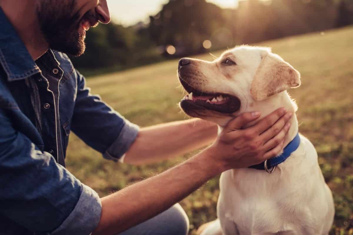 Why A Dog Starts Acting Weird And What To Do About It