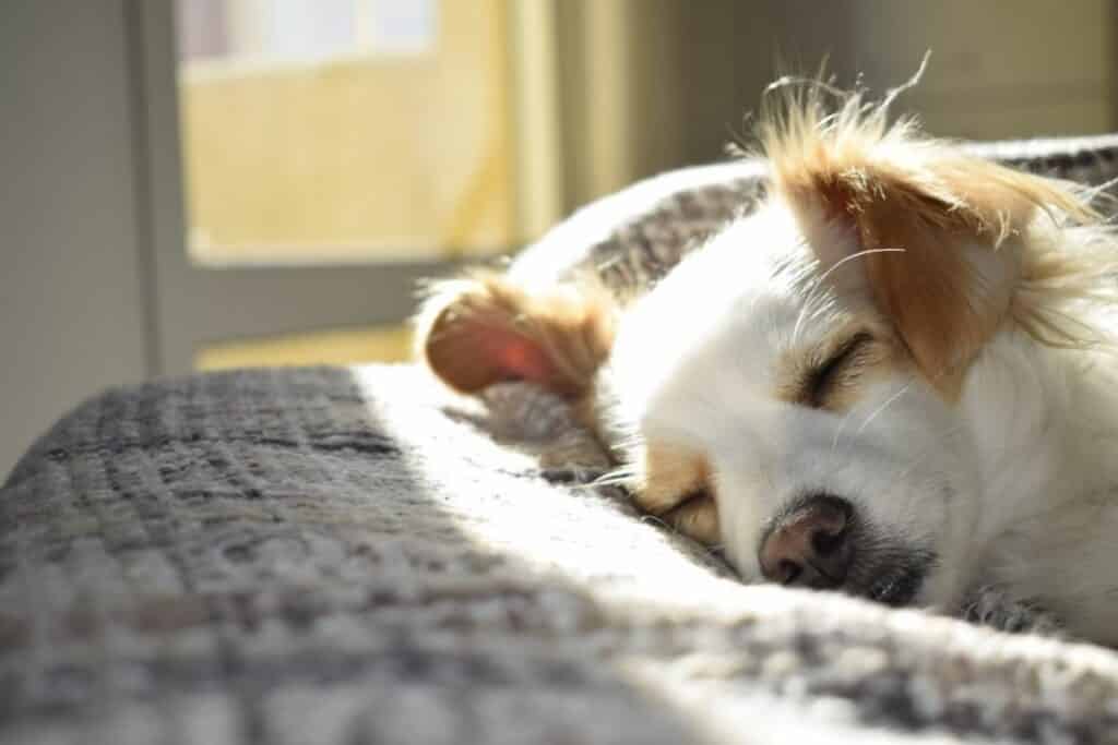 Why Do Dogs Cry In Their Sleep