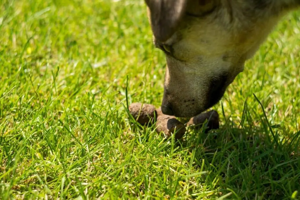 Why Do Dogs Eat Poop