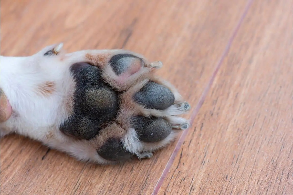 Why Do My Dog’s Feet Smell Like Corn Chips?