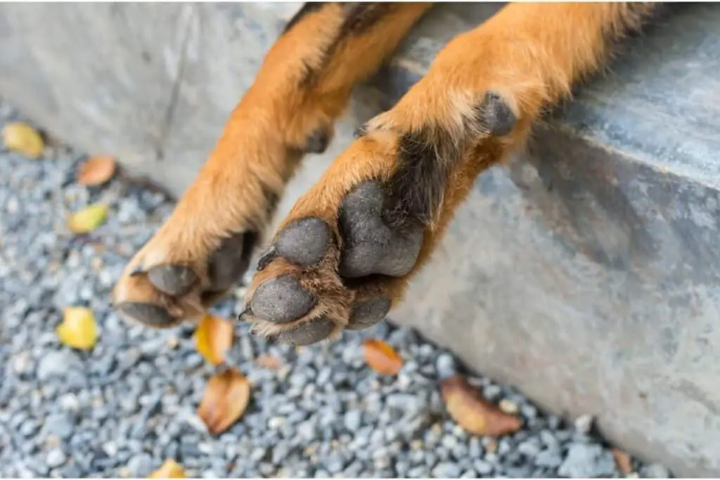 why-do-my-dog-s-paws-smell-like-corn-chips