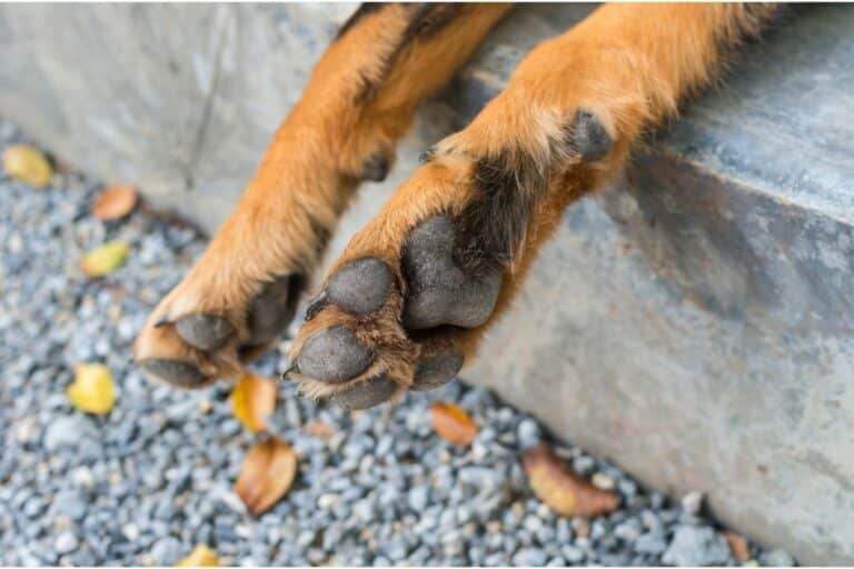 why-do-my-dog-s-feet-smell-like-corn-chips