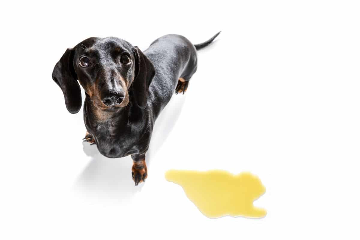 Why Does My Dog’s Pee Stink So Bad