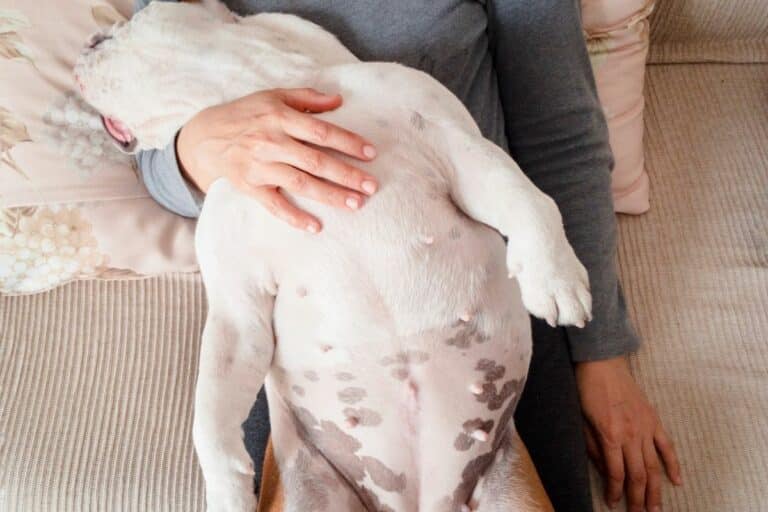 Why Is My Dog Getting Spots On Her Belly?