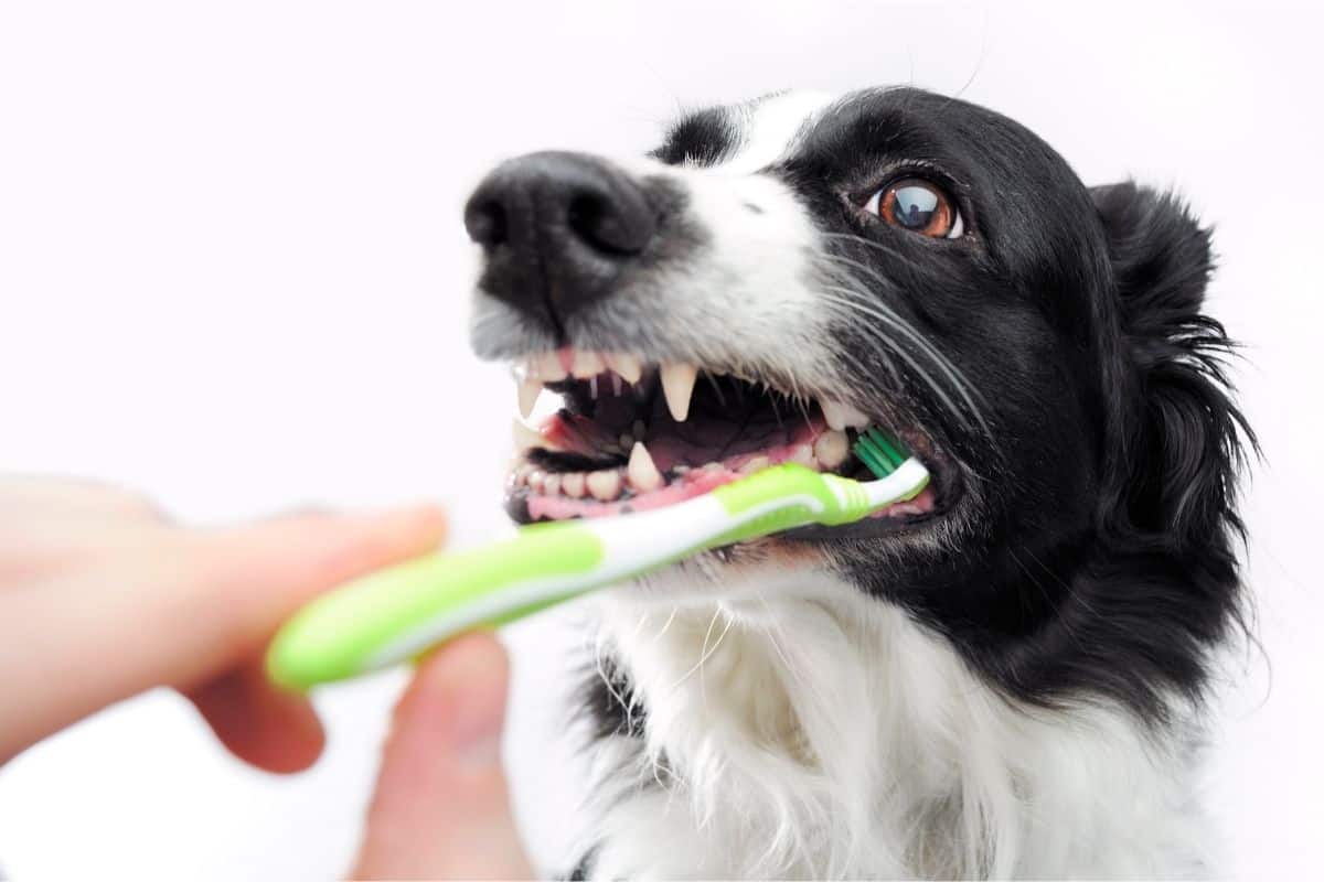 brushing a dog's teeth