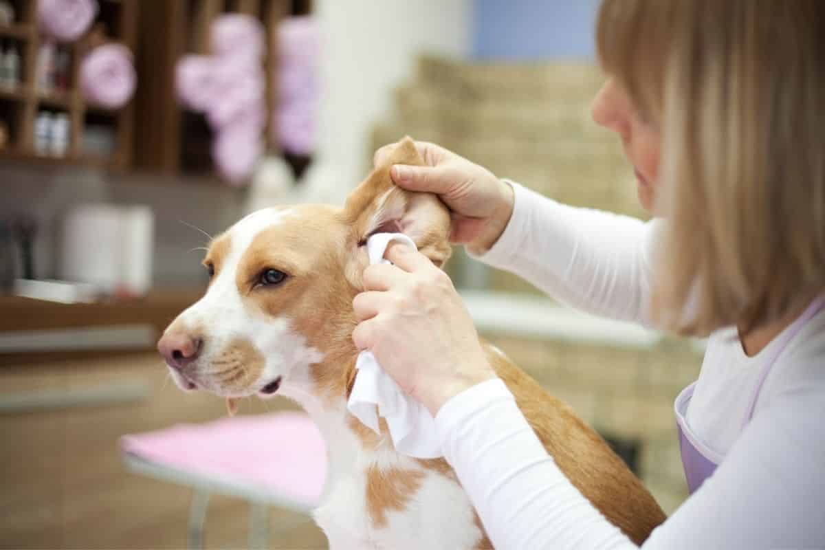 cleaning dog's ear