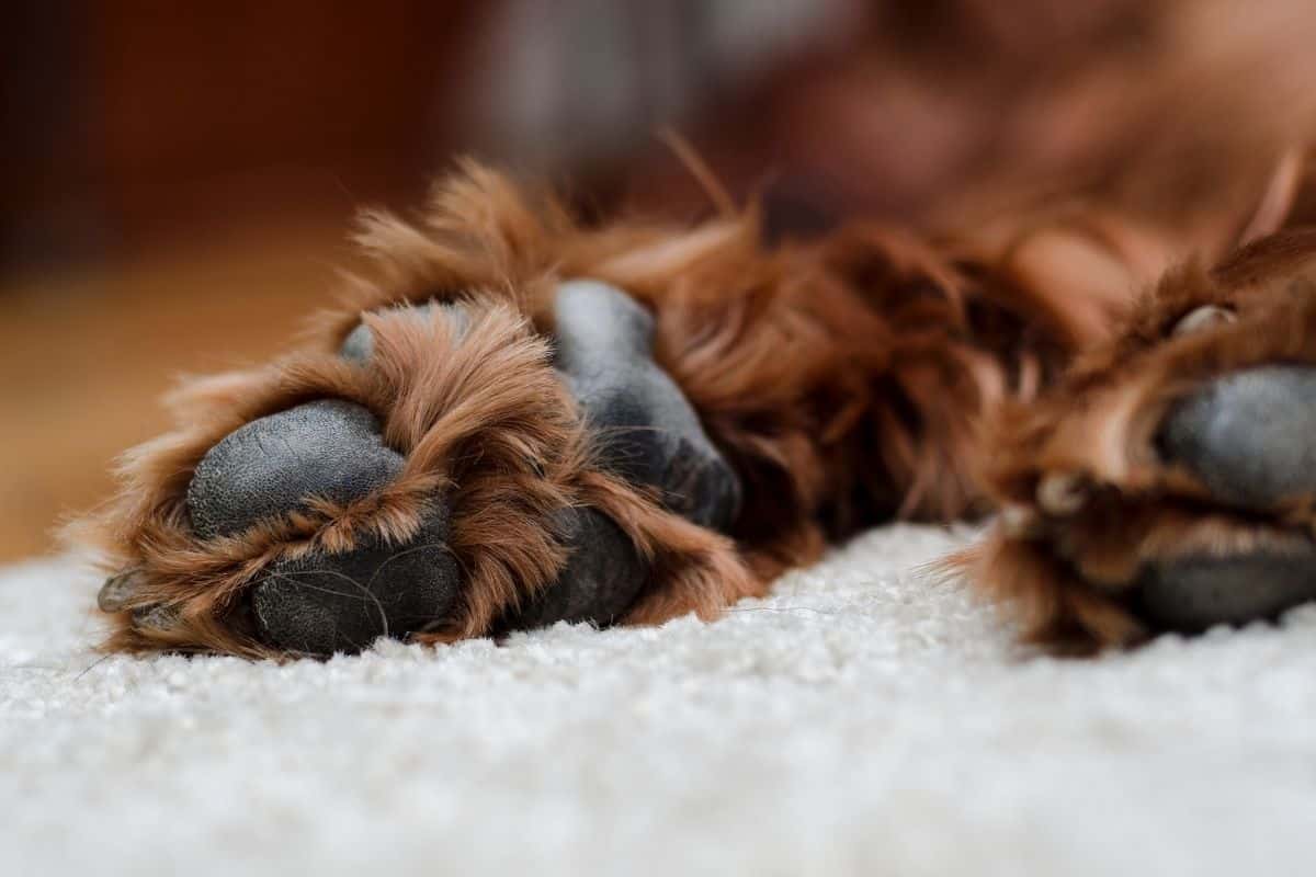 why do some dogs have pink paws