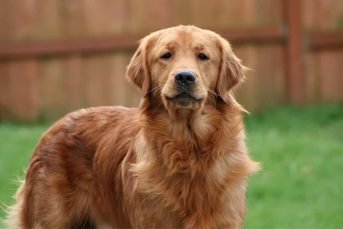 golden retriever