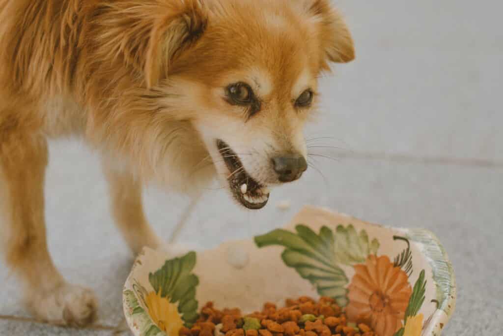 Can Dogs Eat Airheads?