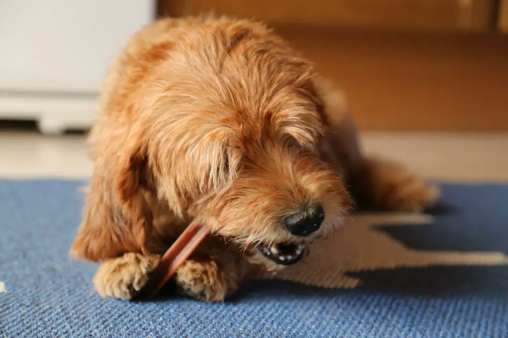 Can Dogs Eat Fruity Pebbles?