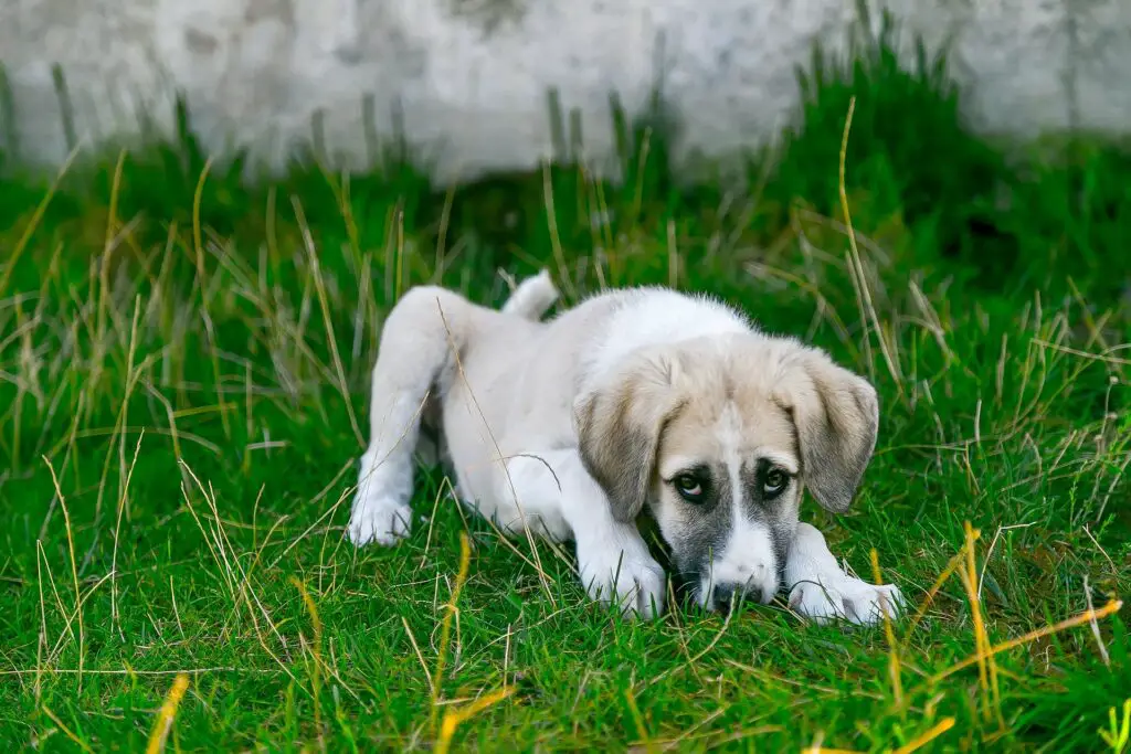 Can Dogs Eat Nopales?