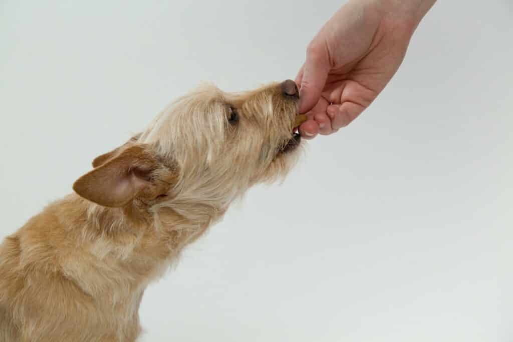 Can Dogs Eat Quesadillas?