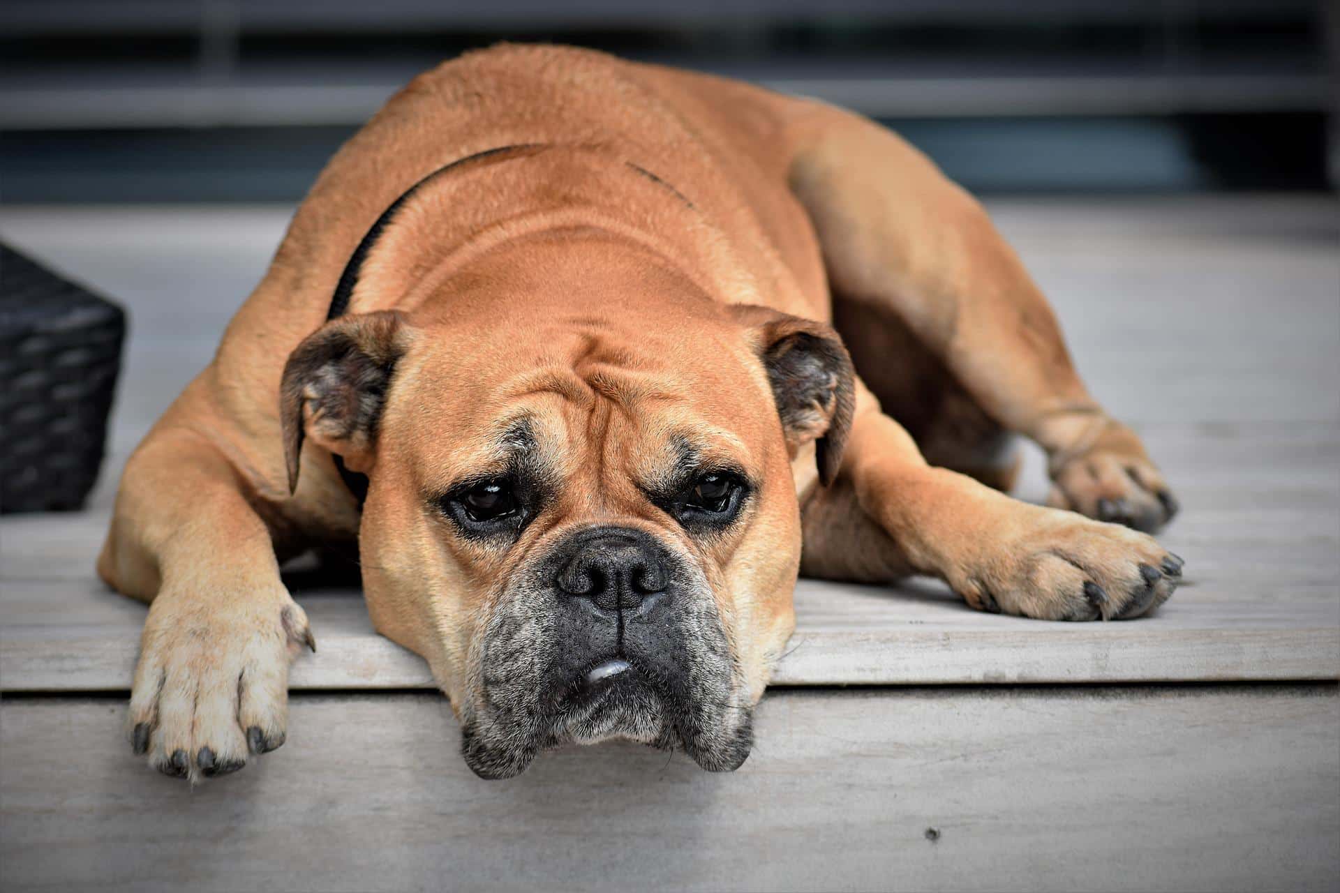 Can Dogs Eat Nacho Cheese?