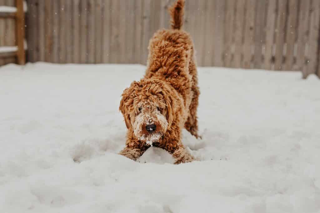 are turkey bad for dogs