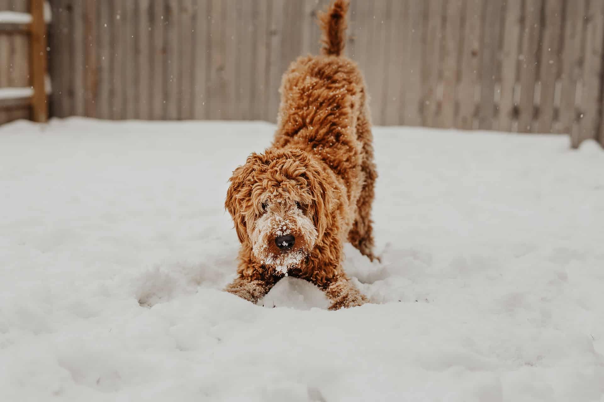 is eating turkey harmful to dogs