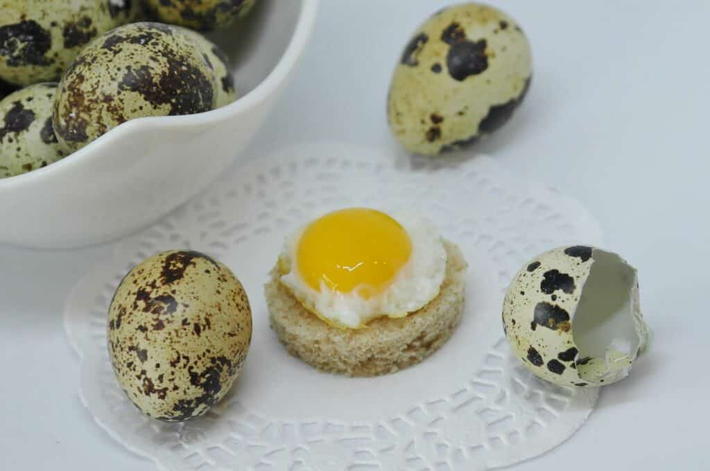 Quail Eggs For Dogs: The Most Nutritious Of The Canine Foods