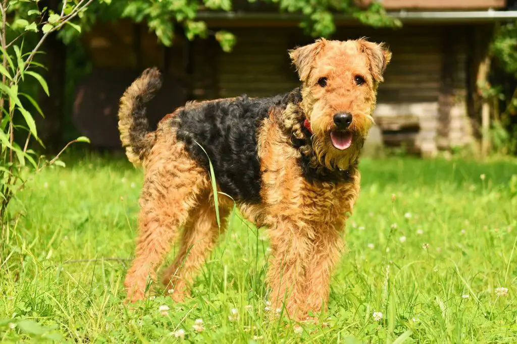 Airedale Terriers