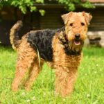 Do Airedale Terriers Shed?