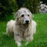 Are Irish Wolfhounds Hypoallergenic?