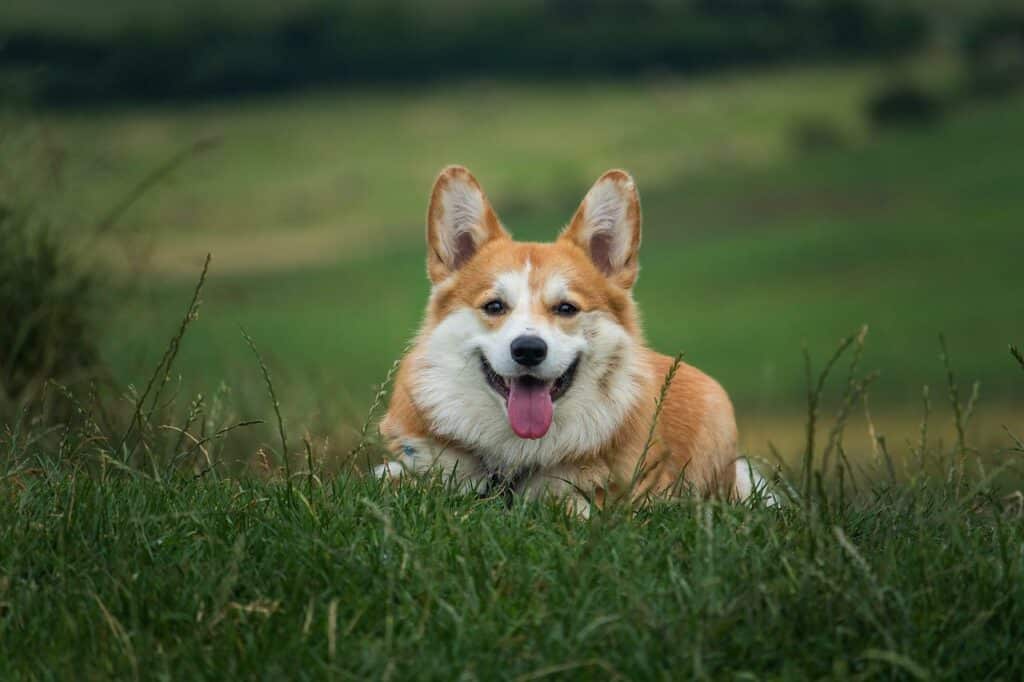 Are Roasted Peanuts Good For Dogs