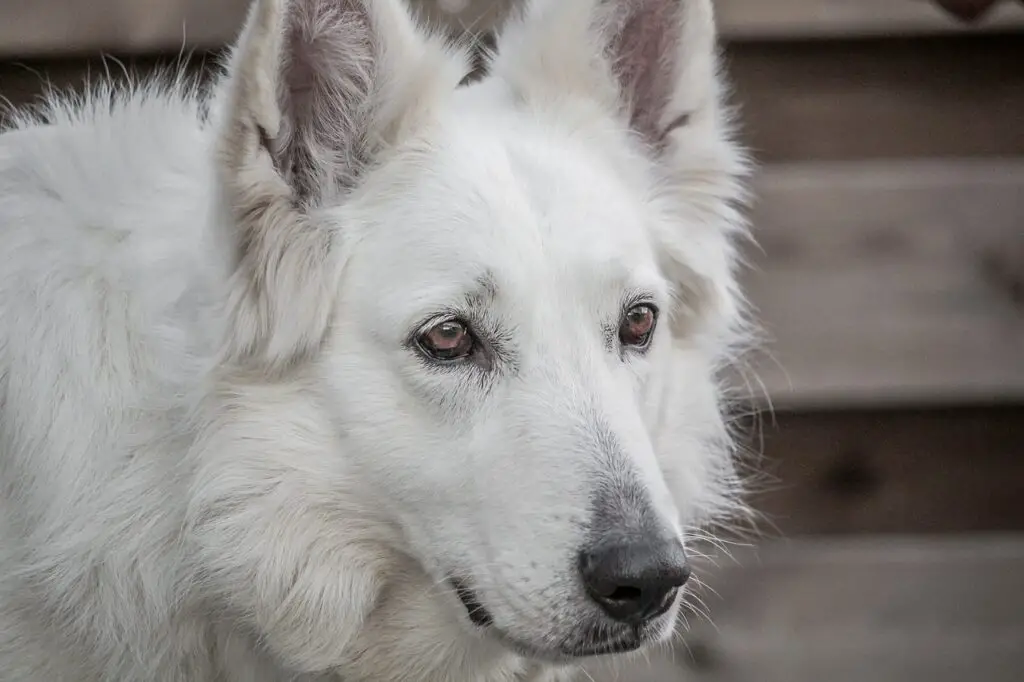 Australian Shepherds Shed