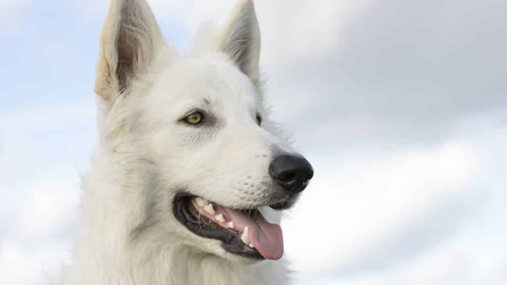 are white shepherds hypoallergenic