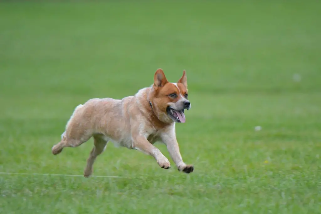 Australian cattle dog