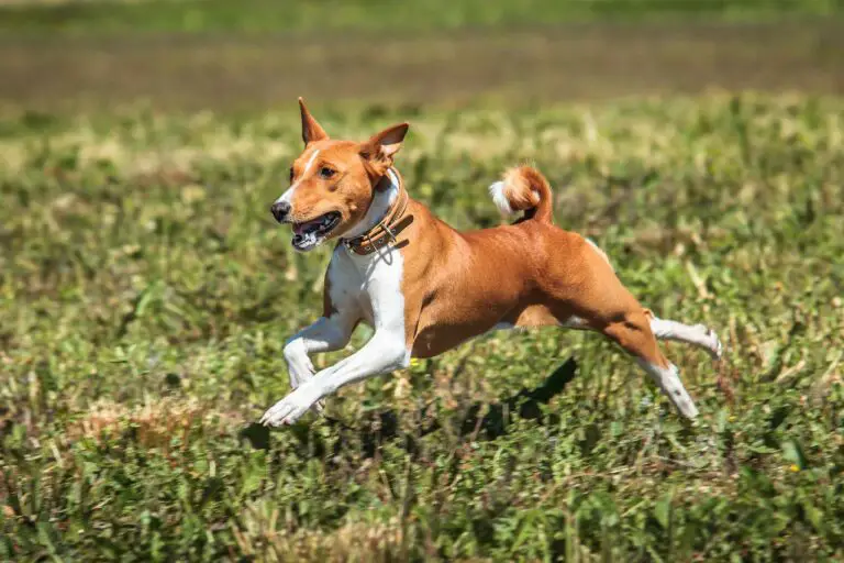 Basenji Noises What They Mean And How To React