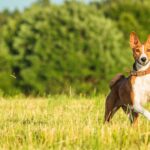 Basenji Noises: What They Mean And How To React