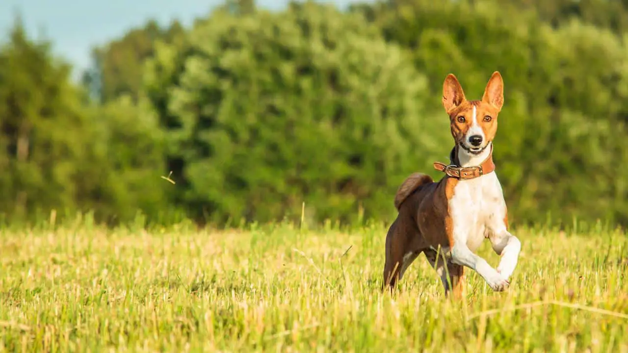 Basenji Noises: What They Mean And How To React