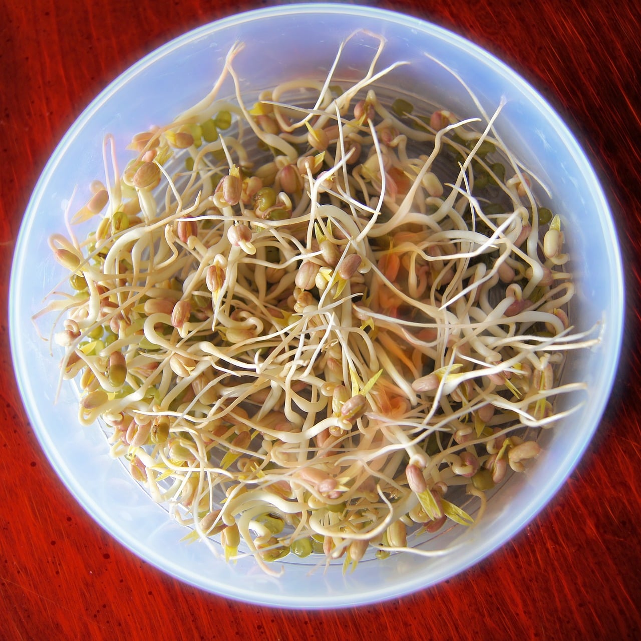 Can Dogs Eat Bean Sprouts 