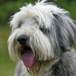 Bearded Collie Shedding
