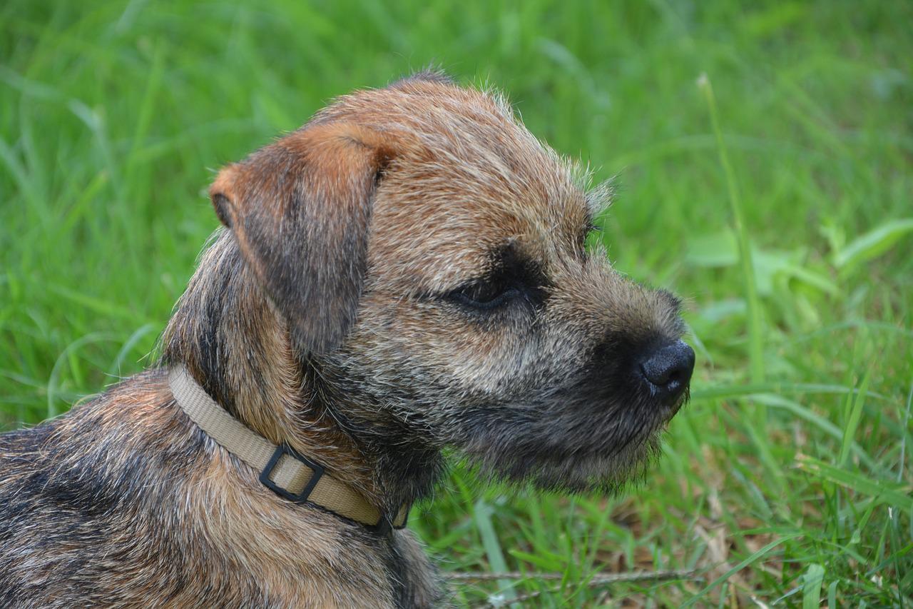 Do Border Terriers Shed?