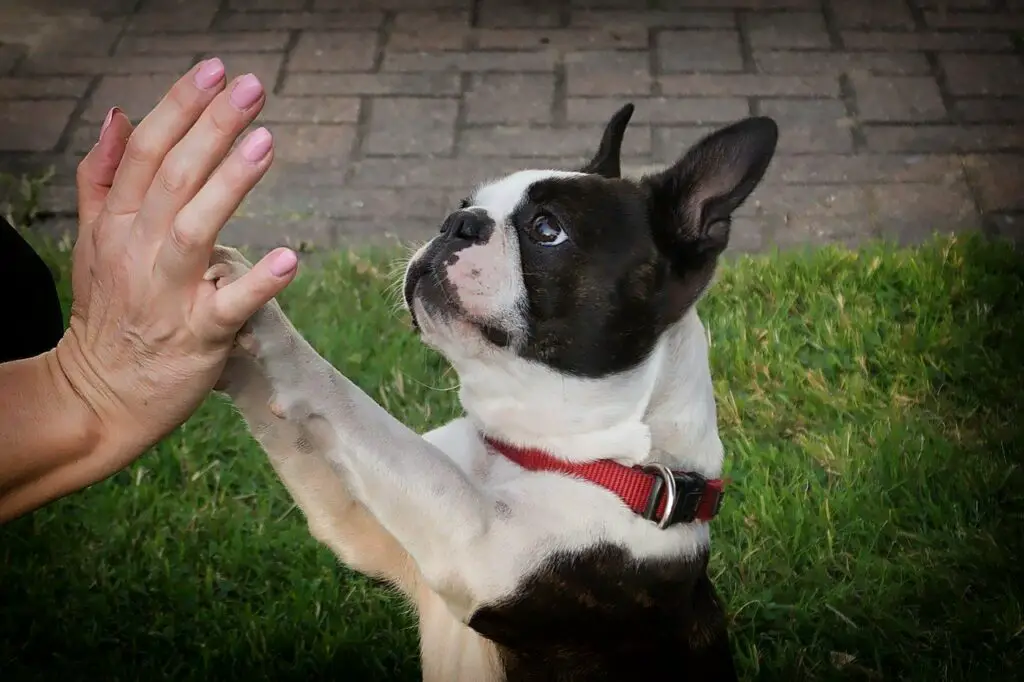 Boston terriers Bark